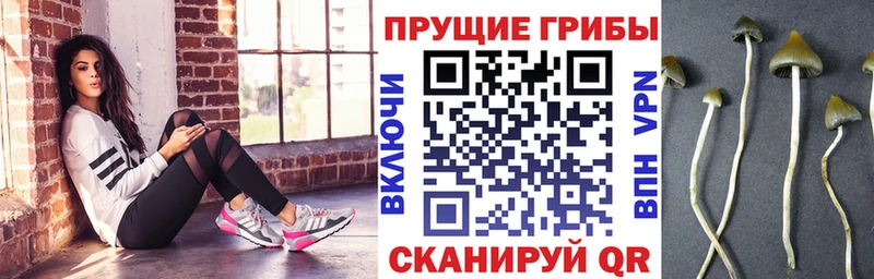 Галлюциногенные грибы ЛСД купить Дальнегорск